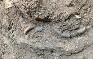 کشف گردنبند 12 هزار ساله با دندان گرگ